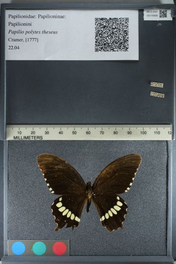 Media type: image;   Entomology 170939